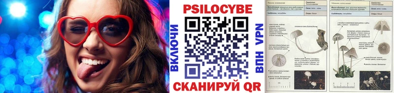 Псилоцибиновые грибы Psilocybine cubensis  Кисловодск 